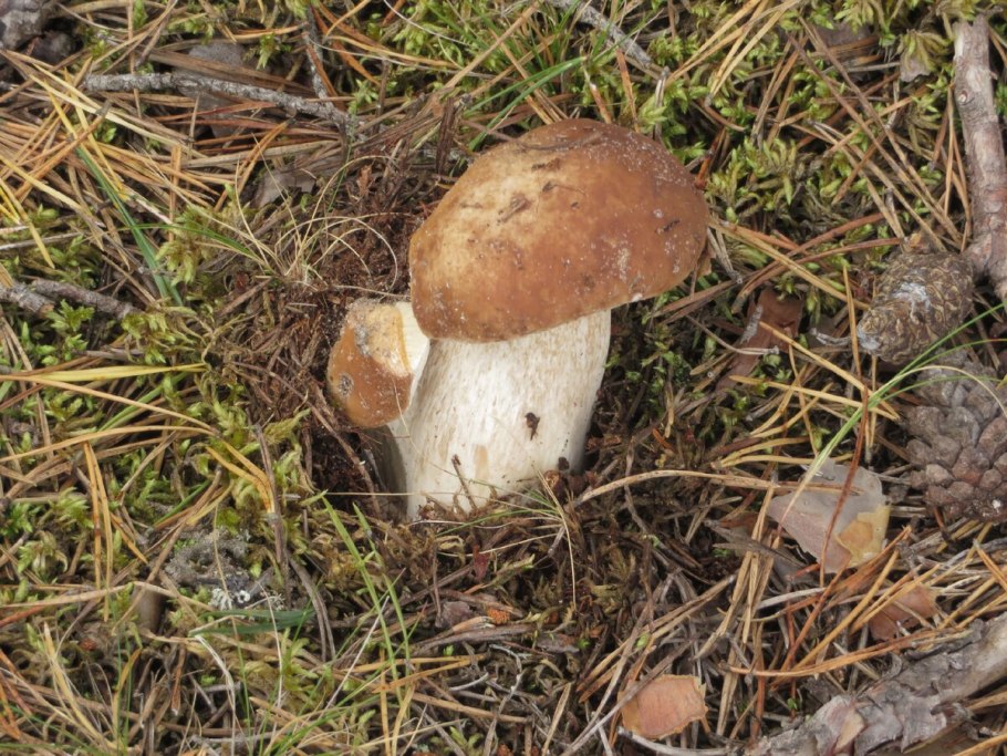 Осина и подосиновик