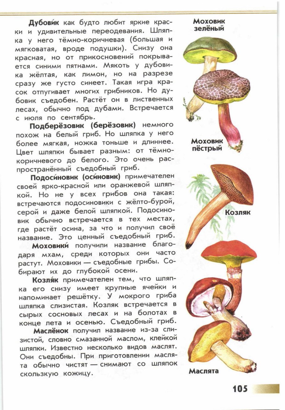 Съедобные грибы атлас определитель от земли