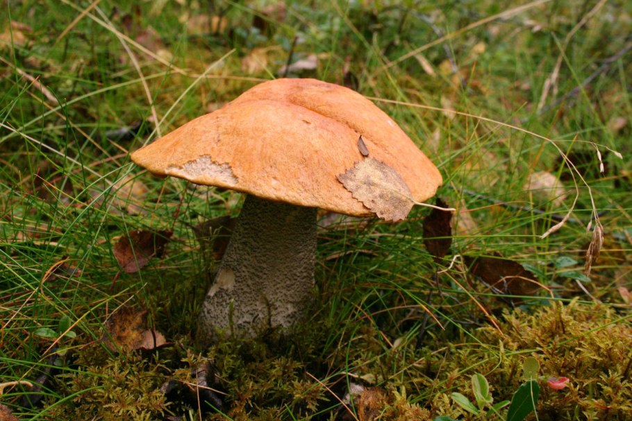 Подосиновик синеет