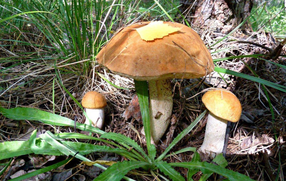 Грибы переростки