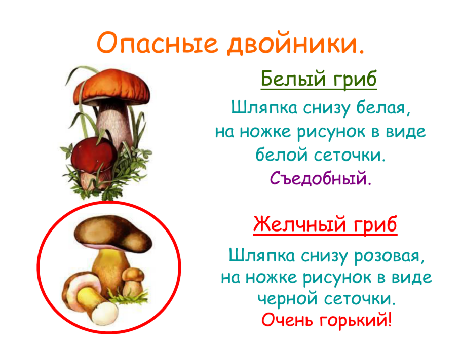 Гриб подосиновик молодой