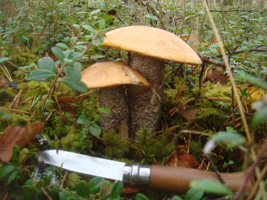 Молодой подосиновик