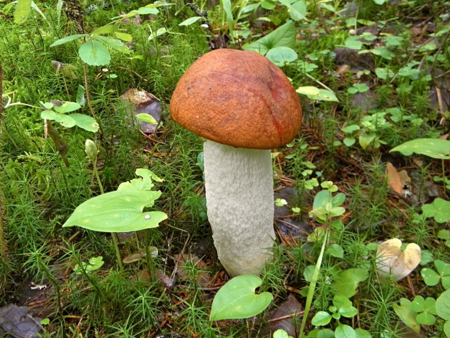 Гриб снизу синеет