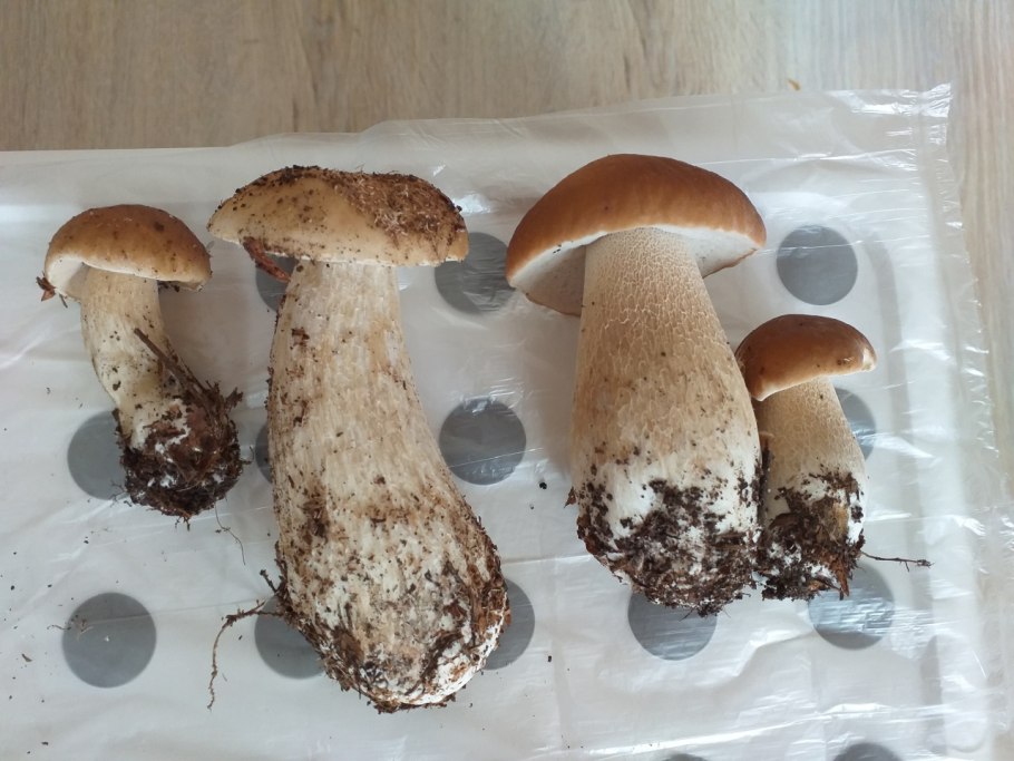 Шляпка Leccinum scabrum
