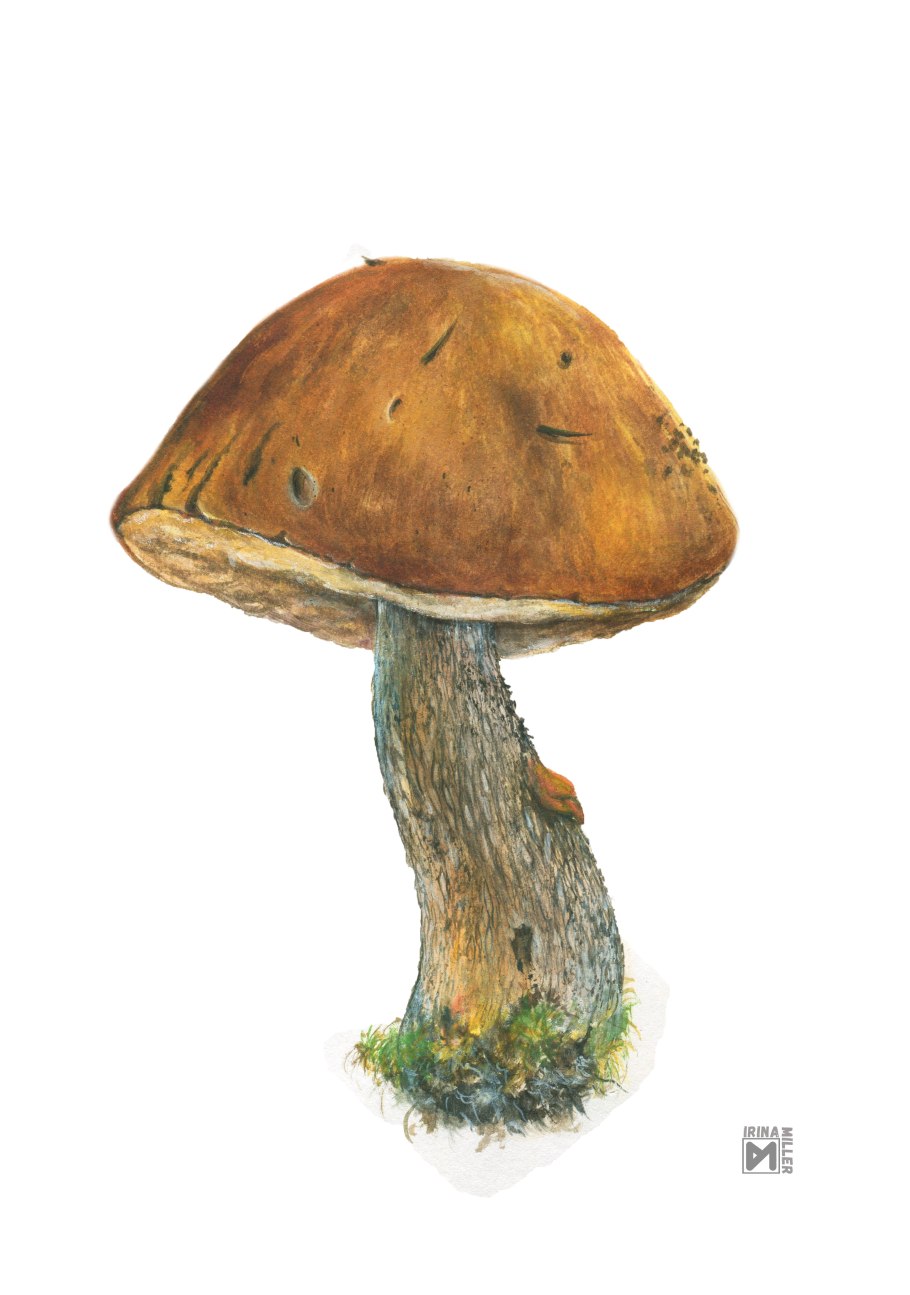 Подосиновик твердоватый Leccinum duriusculum