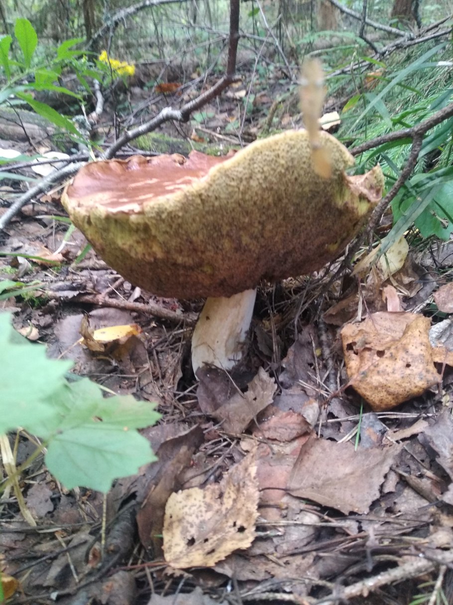 Грибы растущие под осиной