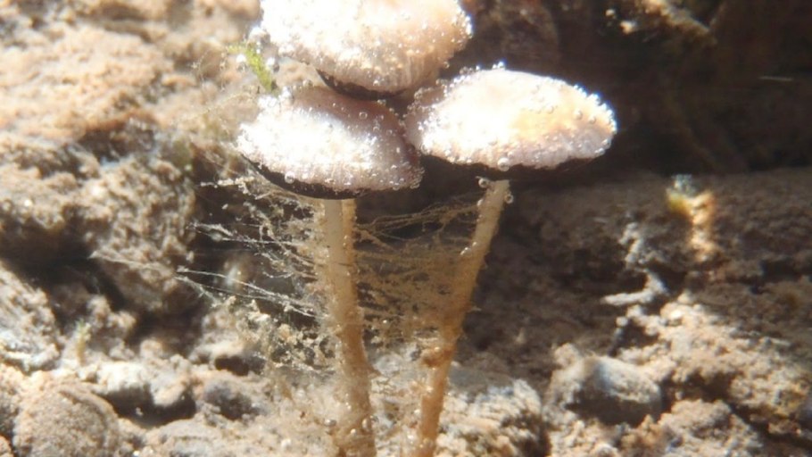 Псатирелла Акватика