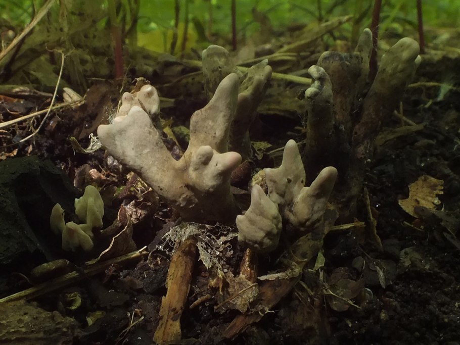 Ксилярия Фриза