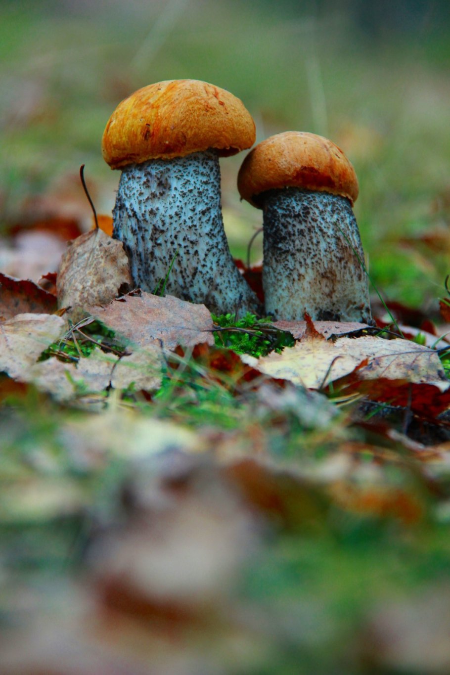 Поляна подосиновиков