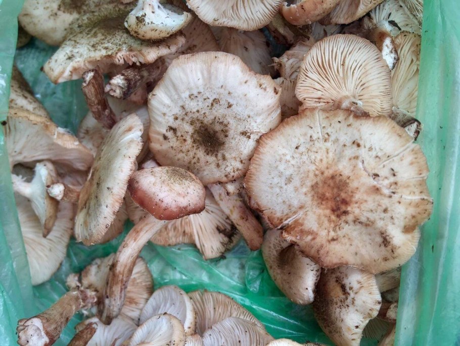 Гриб петушок съедобный