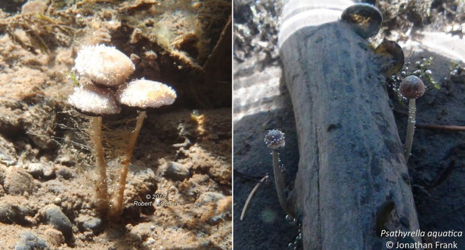 Грибы растущие под водой