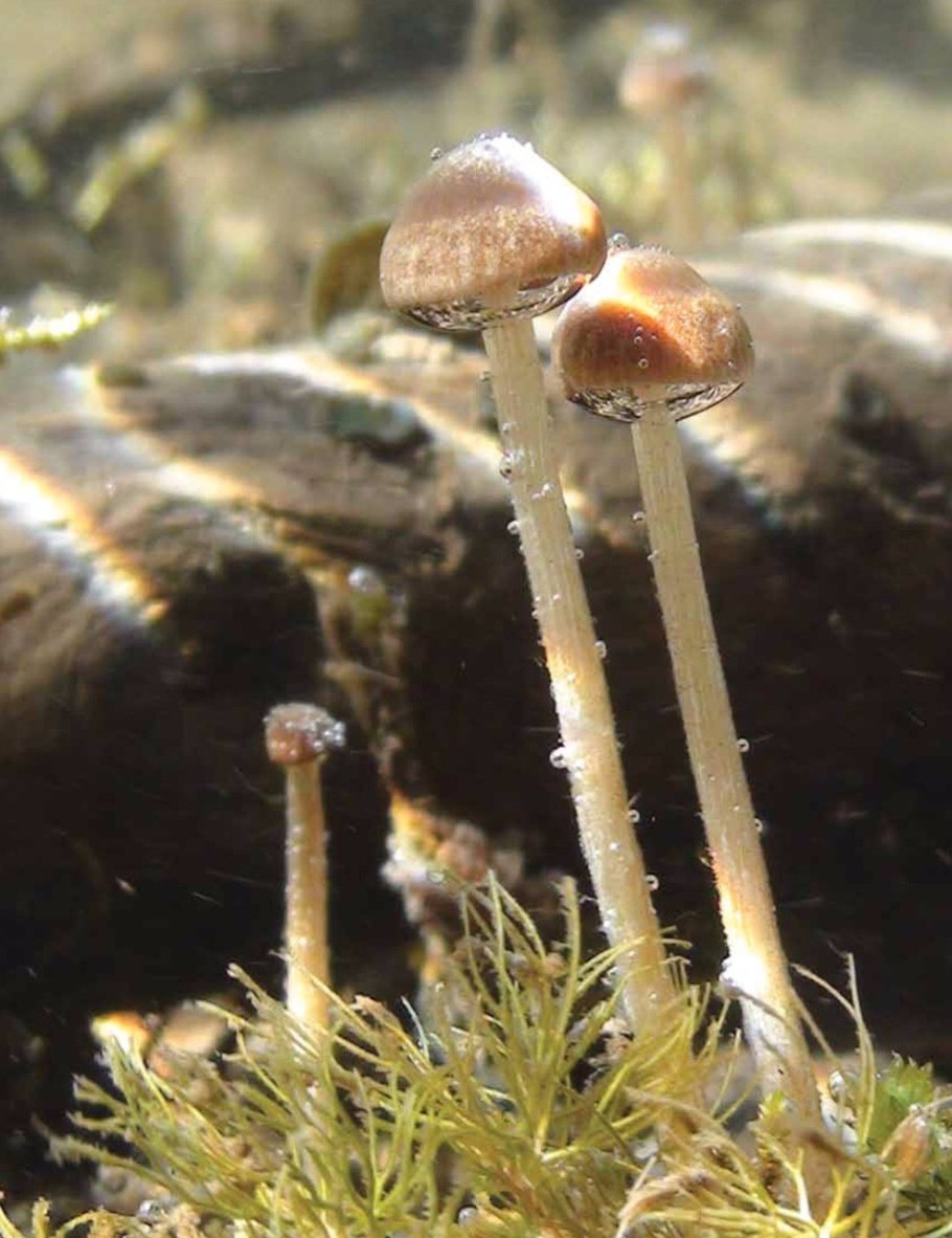 Psathyrella Aquatica гриб