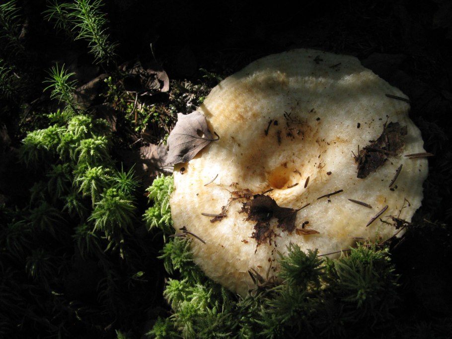 Груздь водянистозоновый (Lactarius aquizonatus) о нем