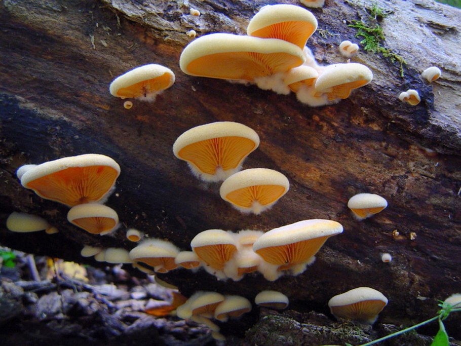 Оранжевая вешенка Phyllotopsis