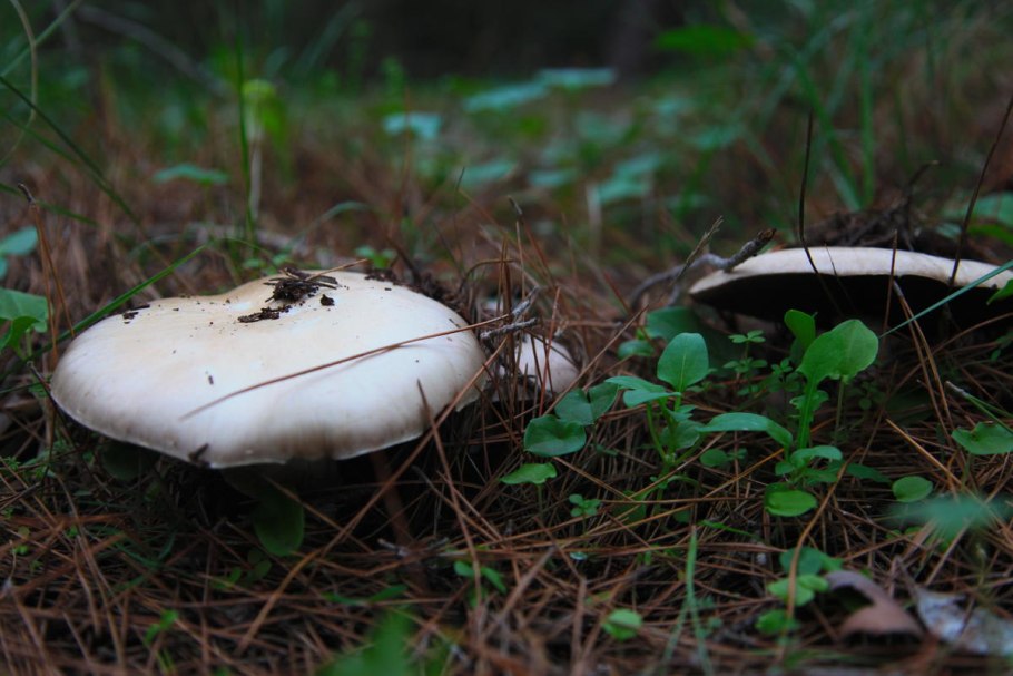 Съедобные грибы вблизи