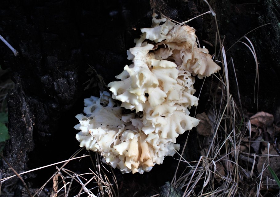 Гриб спарассис курчавый на дереве