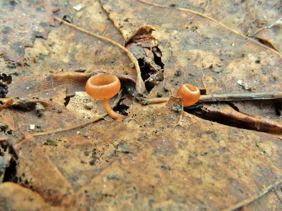 Грибы в Снегирях Истра