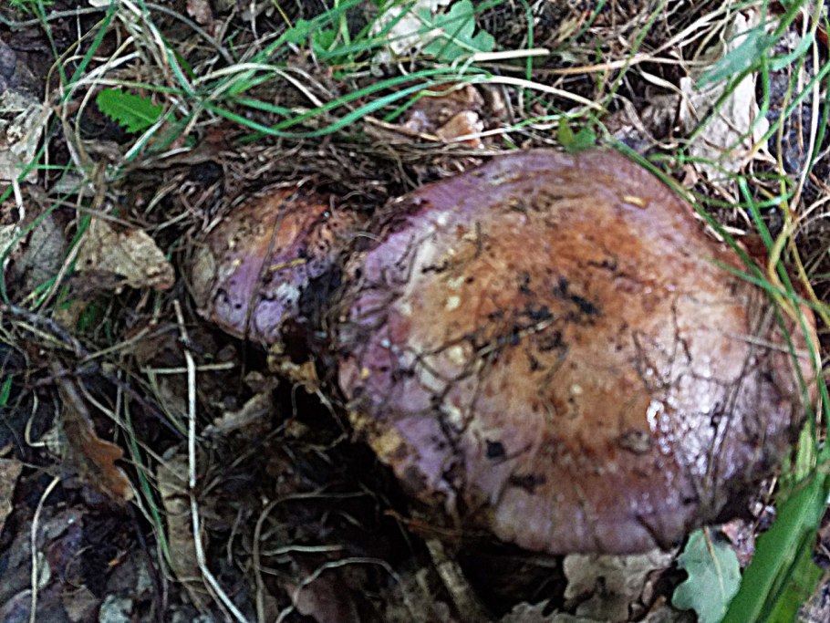 Гриб паутинник голубовато опоясанный