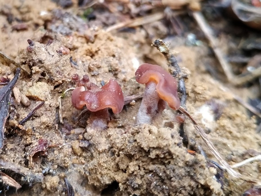 Съедобные грибы СПБ