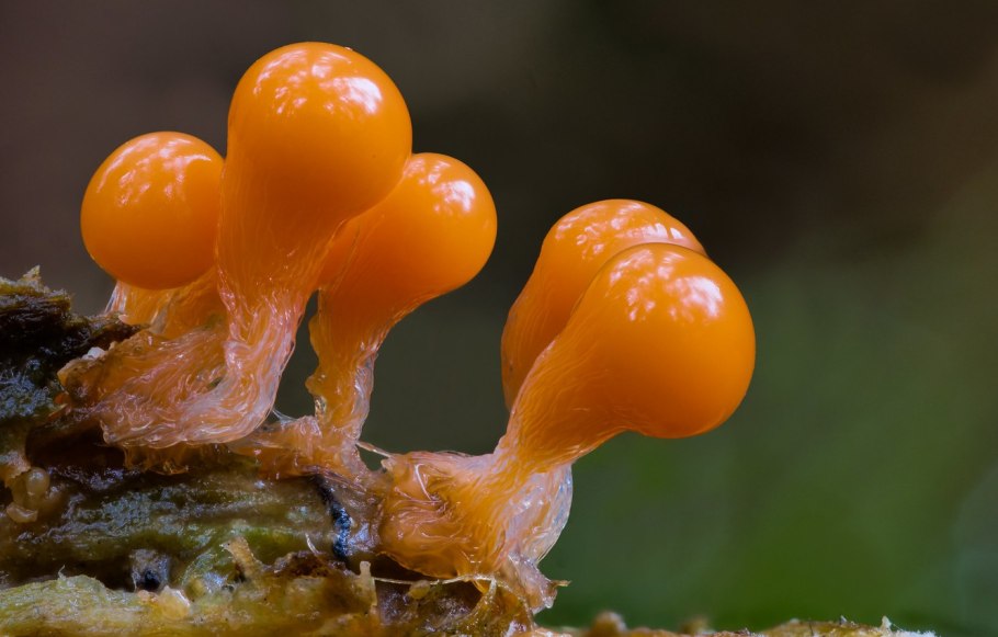 Трихия гриб