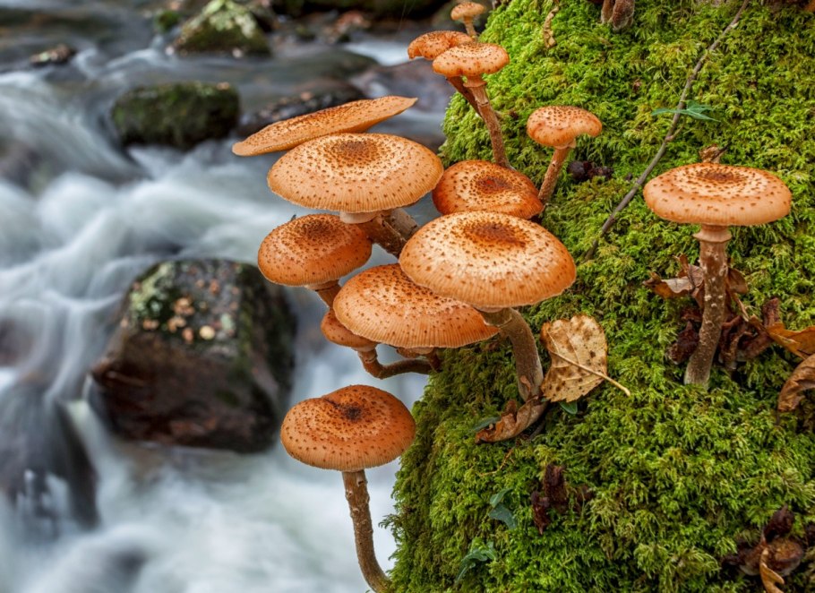 Водяной гриб