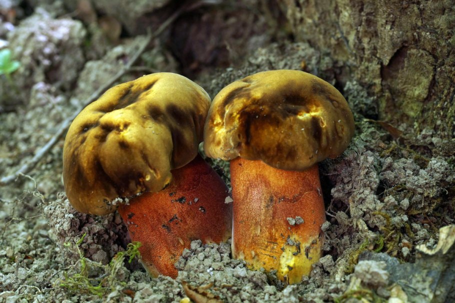 Суториус луридиформис