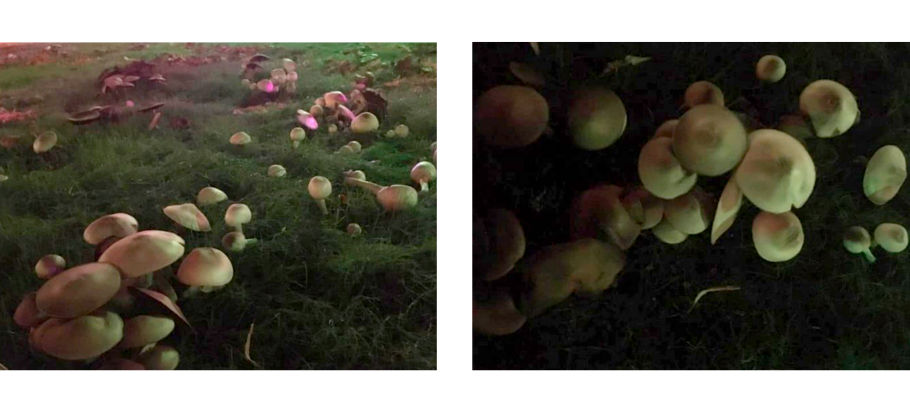 Грибы растущие под водой