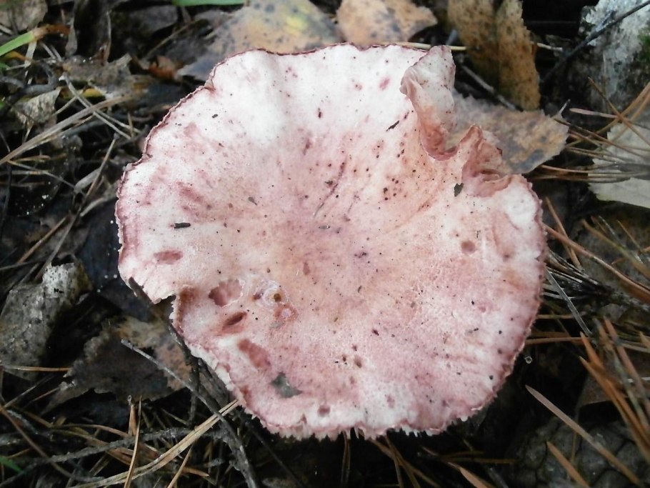 Гриб гигрофор красноватый