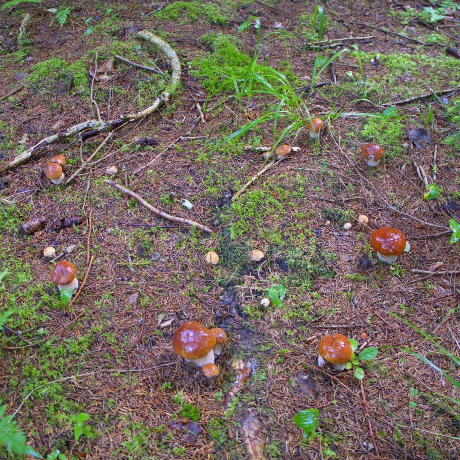 Летний опёнок Ведьмин круг