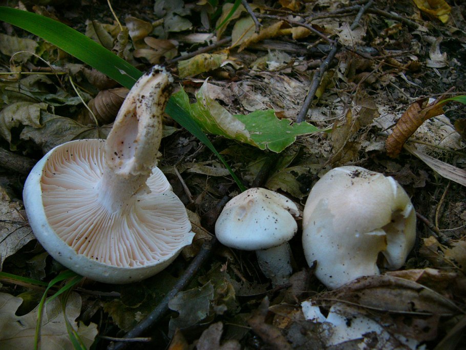 Гриб гигрофор Дубравный