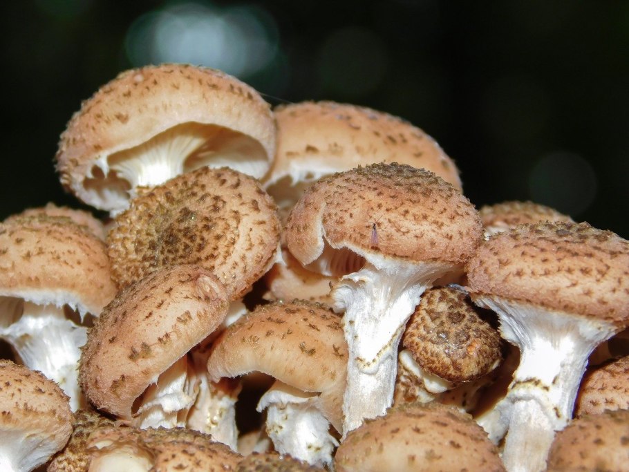 Опёнок осенний Armillaria mellea PNG