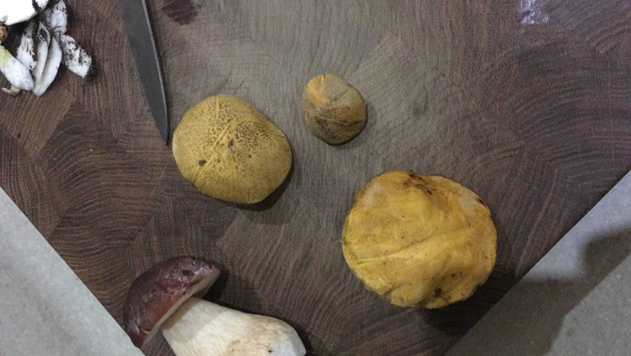 Грибы растущие рядом с маслятами