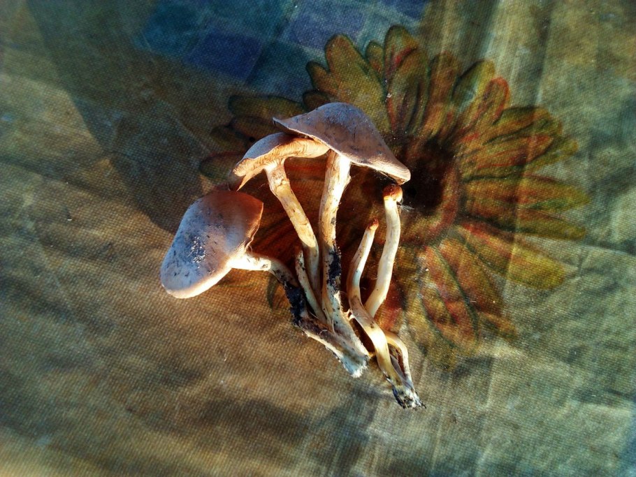 Грибы в камышах