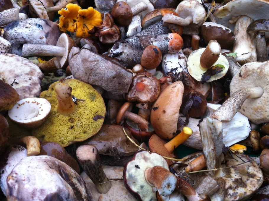 Грибы в быту