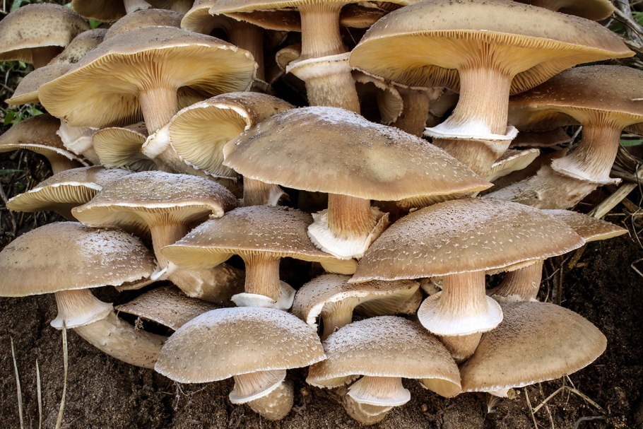 Armillaria mellea Vahl