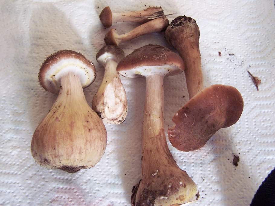 Опёнок толстоногий Armillaria