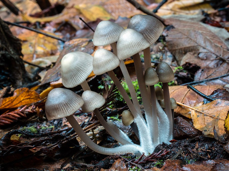 Mycena maculata