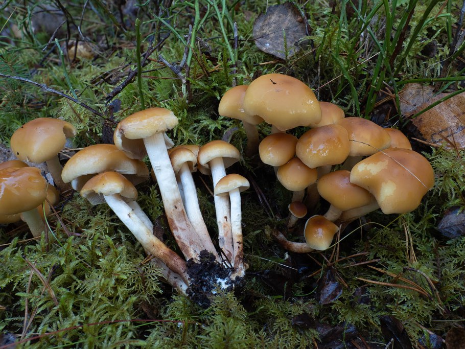 Опенок серопластинчатый Hypholoma