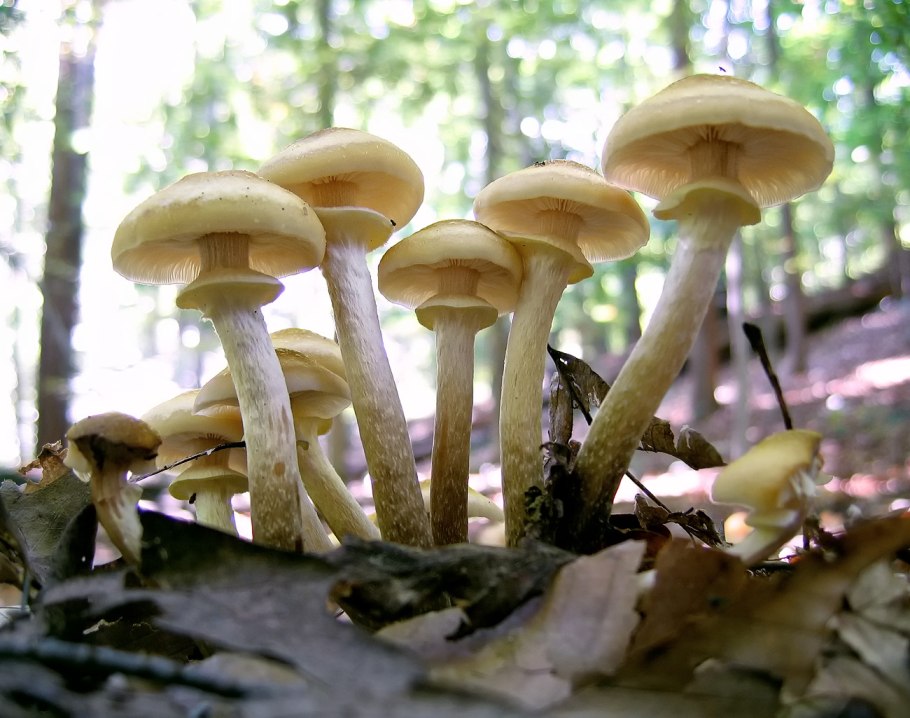 Опенок ссыхающийся Armillaria