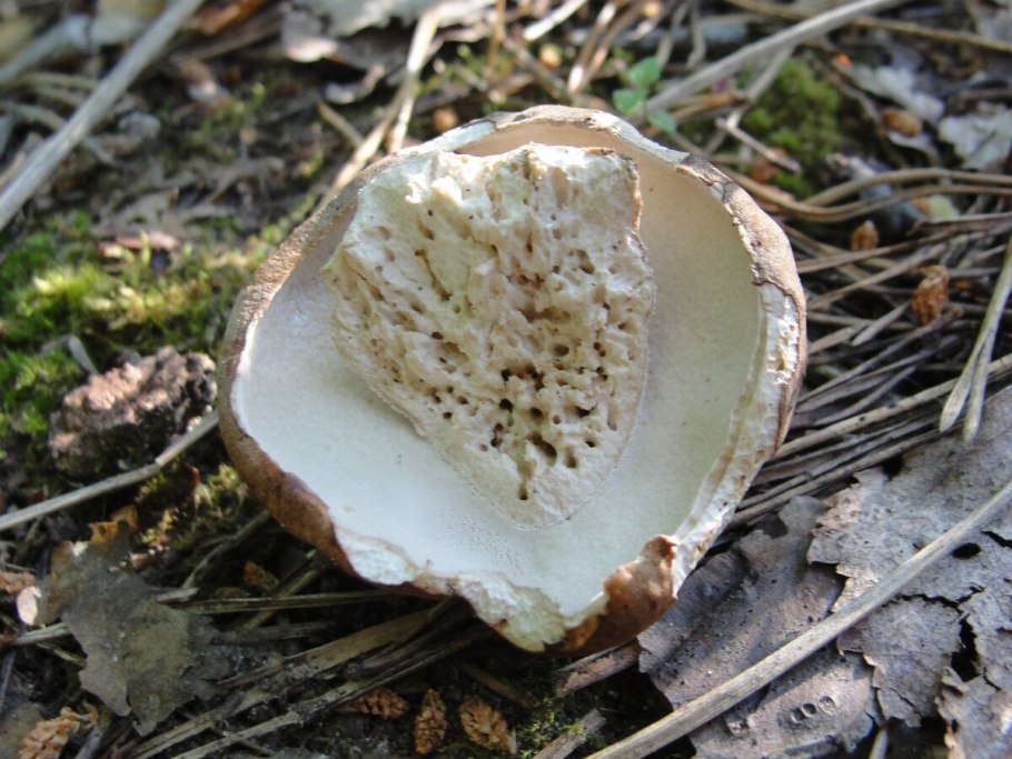 Червивые грибы лисички