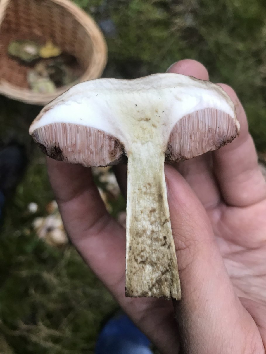 Белый гриб ретикулятус