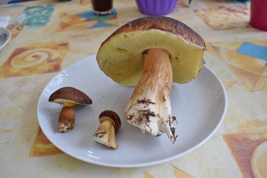 Червивый гриб