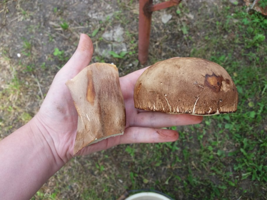 Сушка белый гриб