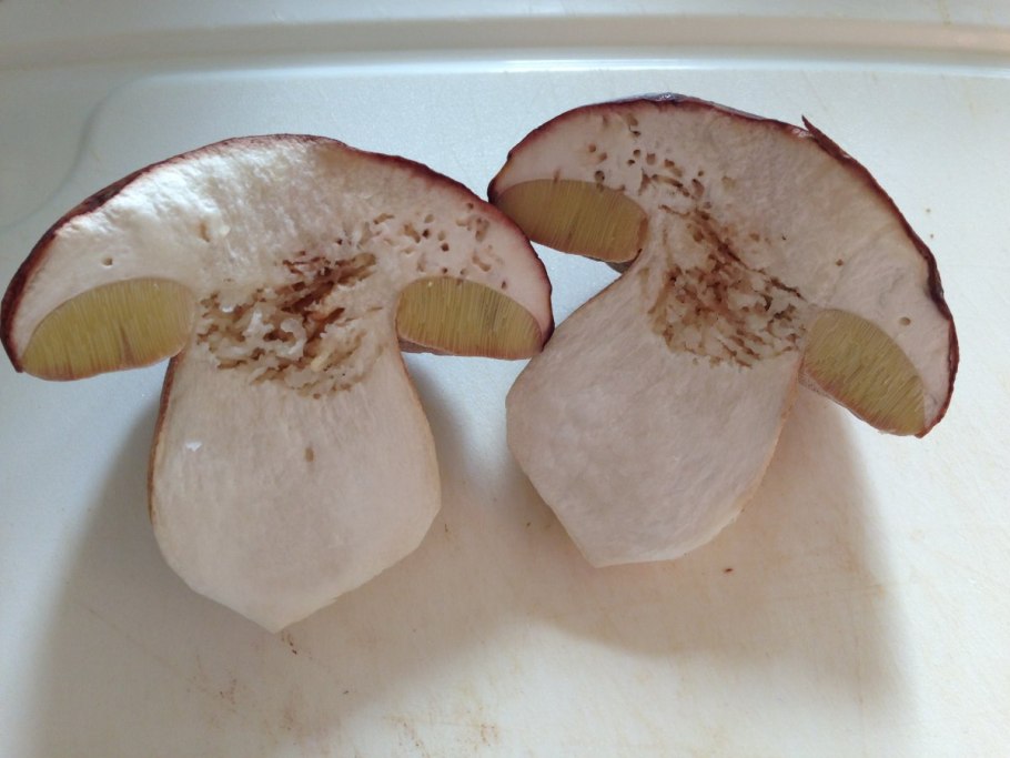 Червивые шампиньоны