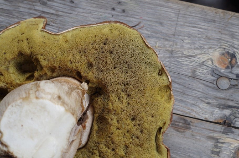 Подосиновик Боровой