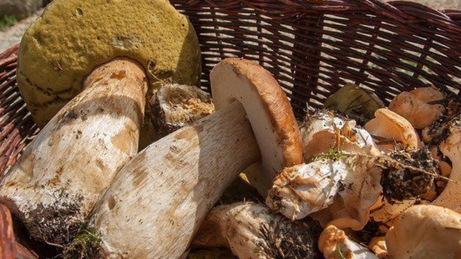 Червивый груздь коричневый