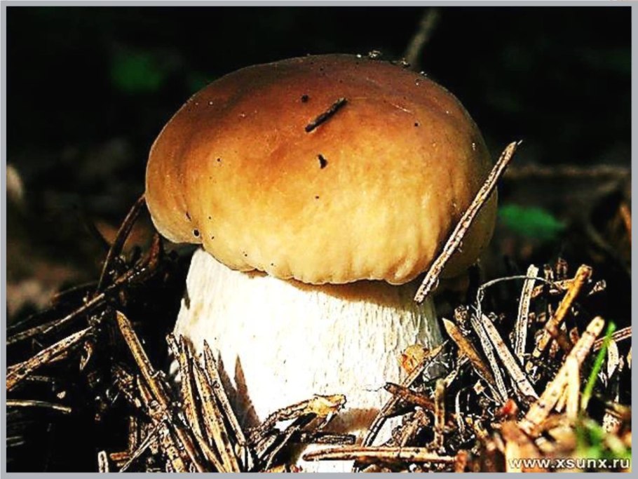 Белый гриб боровик