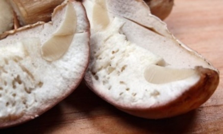 Червивый подосиновик