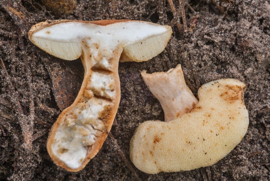 Гриб Боровик срез