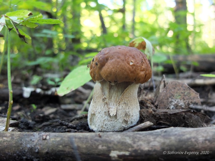 Перезрелый белый гриб